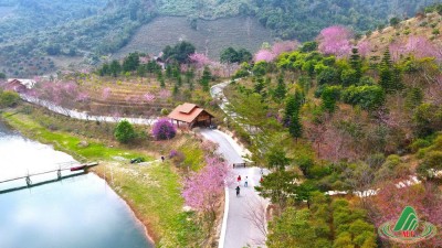 Du lịch Mộc Châu ngắm Mai anh đào rực rỡ cao nguyên (2025)